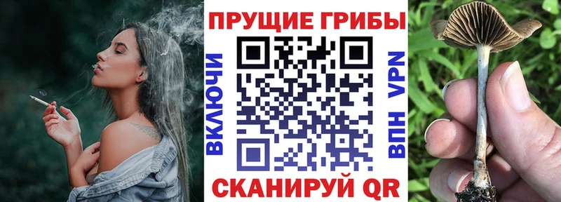 Псилоцибиновые грибы GOLDEN TEACHER  Куйбышев 